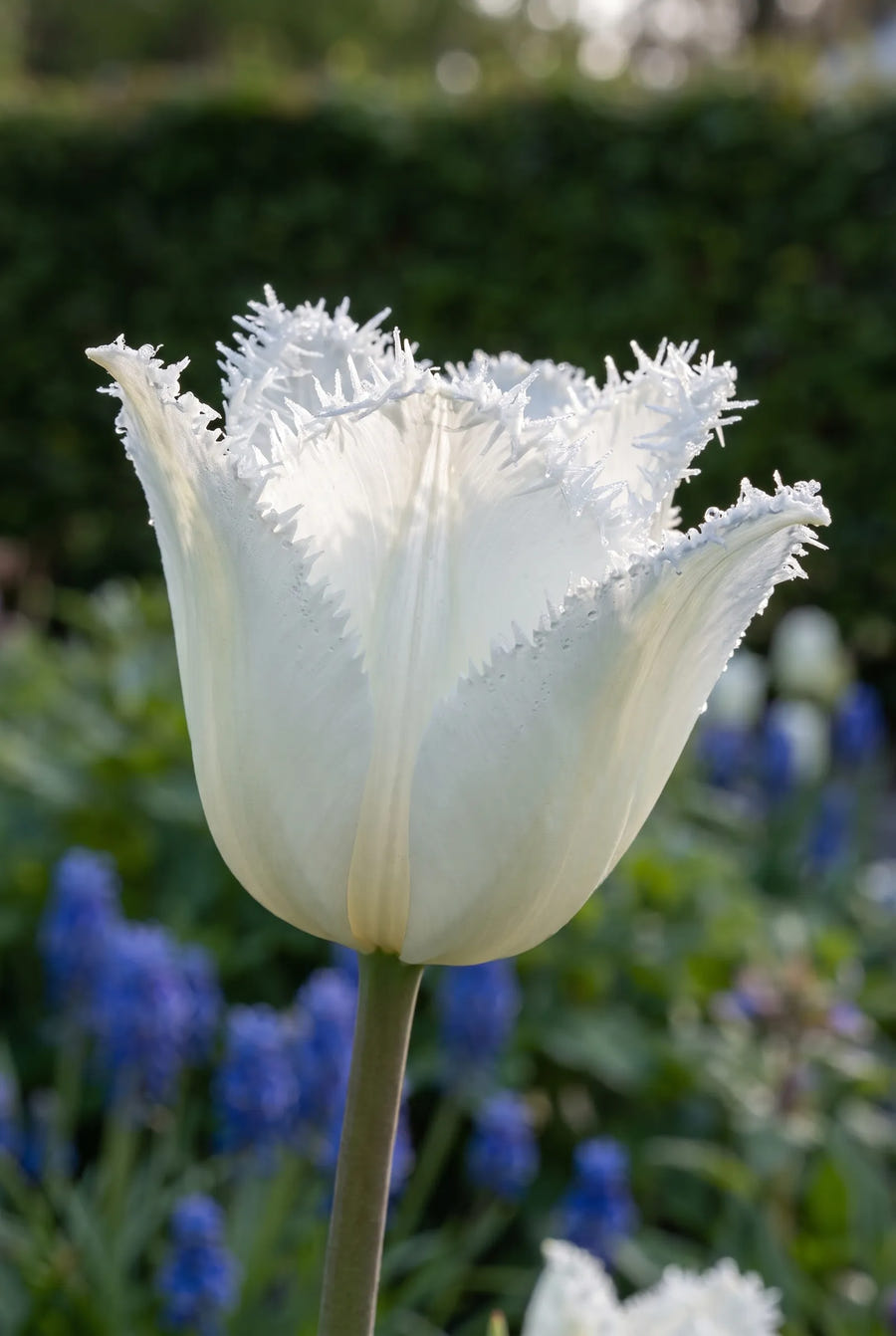 Tulipa Honeymoon — sfeerbeeld