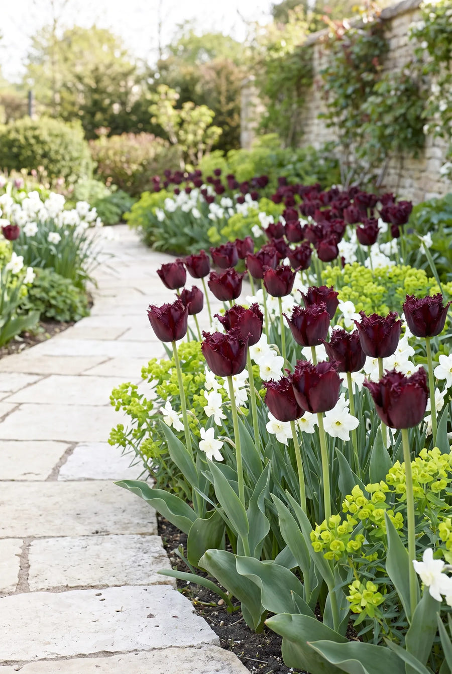 Tulipa Labrador — groep in de tuinborder