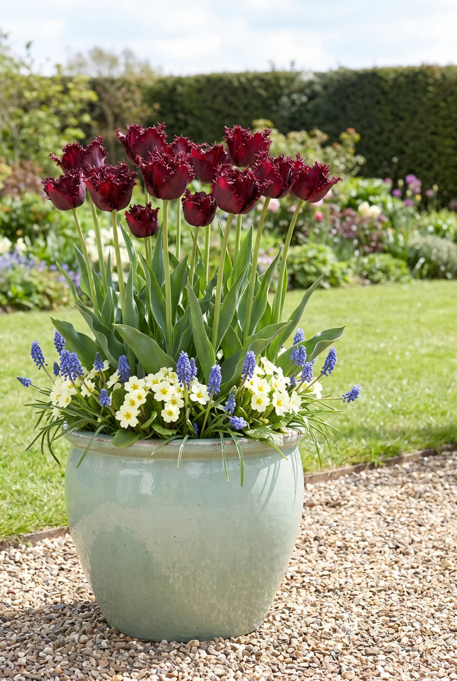 Tulipa Labrador — in pot op terras