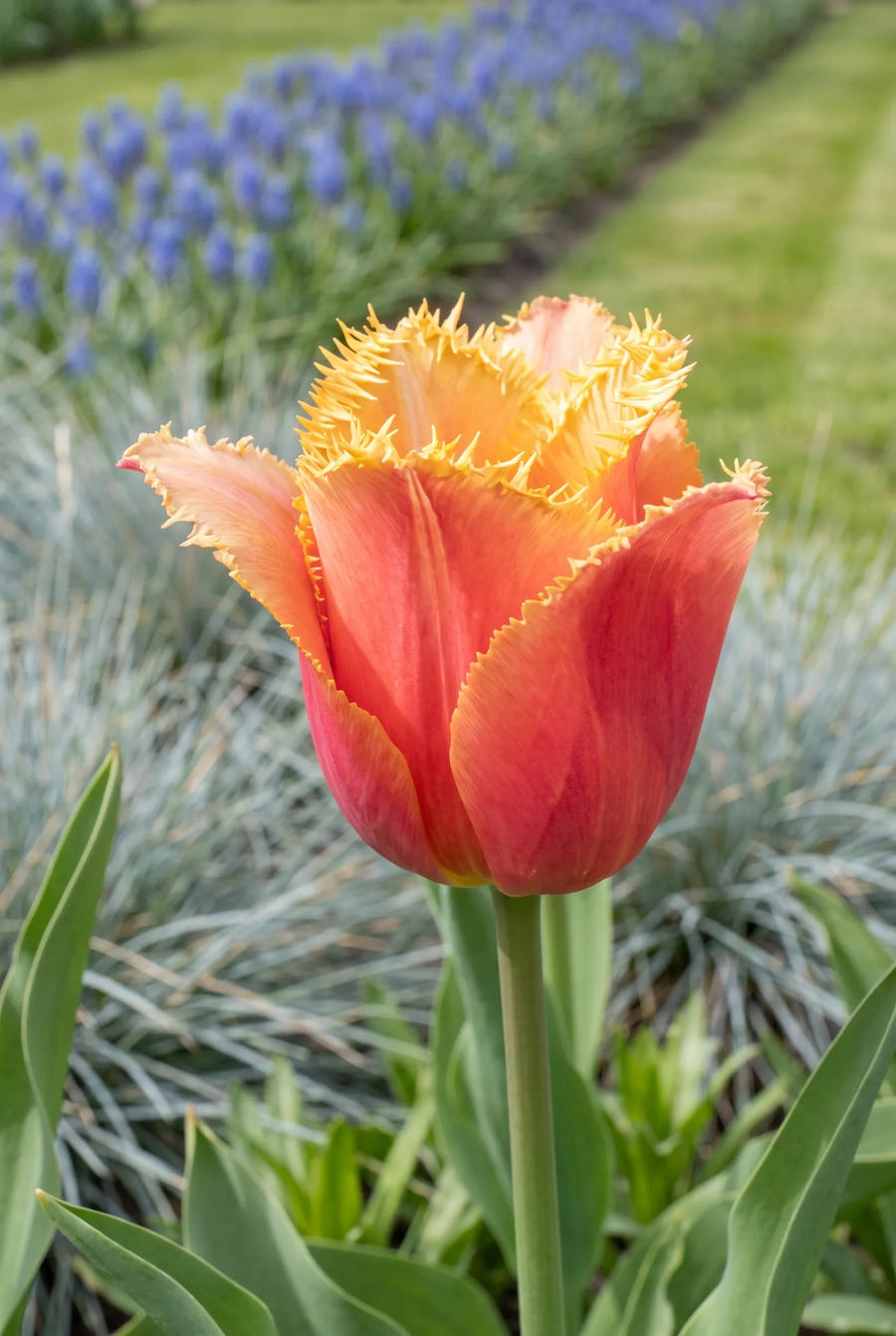 Tulipa Lambada — close-up van de bloem