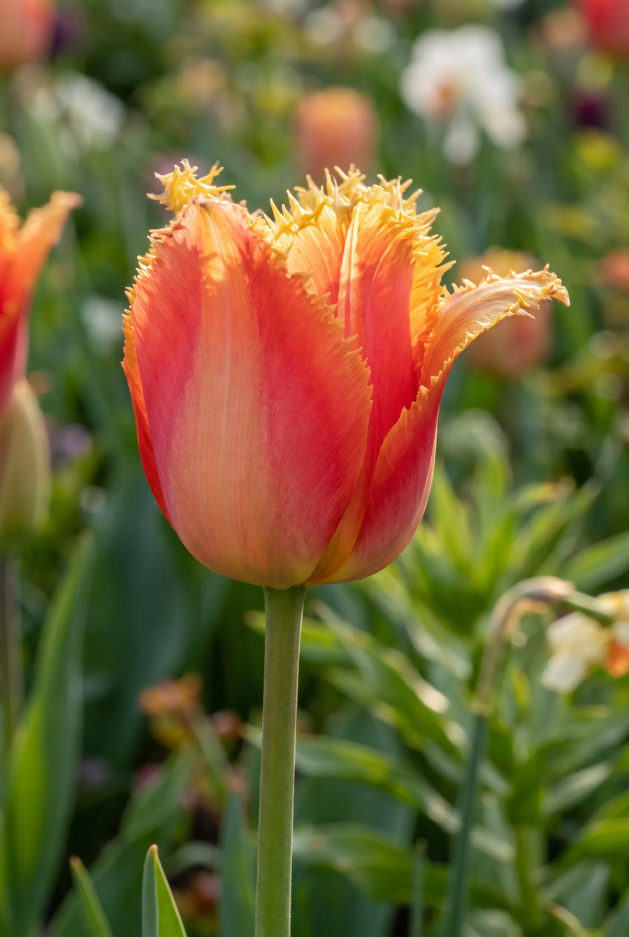 Tulipa Lambada — sfeerbeeld