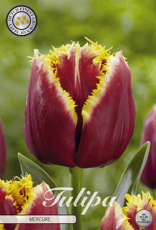 Tulipa Mercure