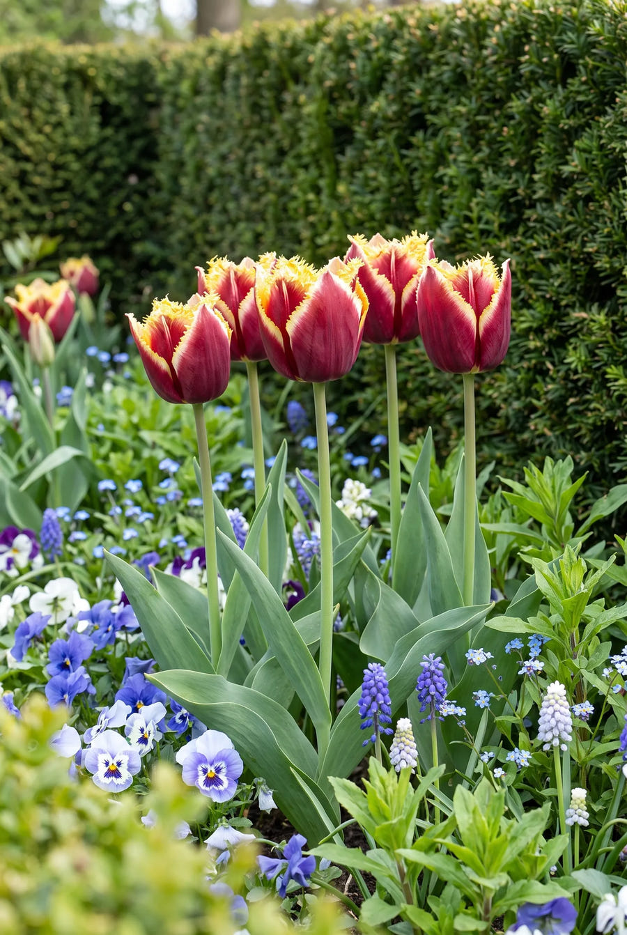 Tulipa Mercure — in de border