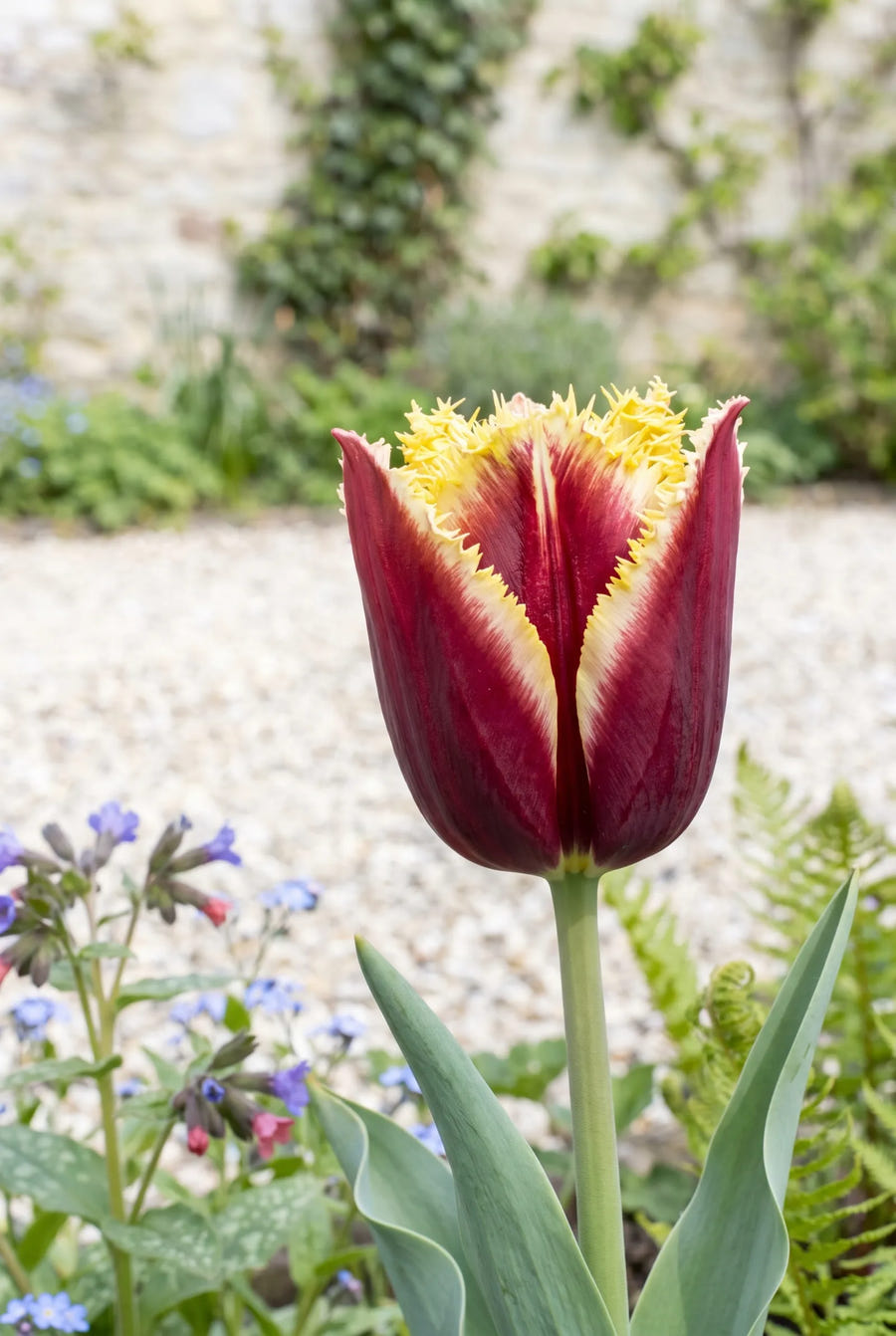 Tulipa Mercure — close-up van de bloem