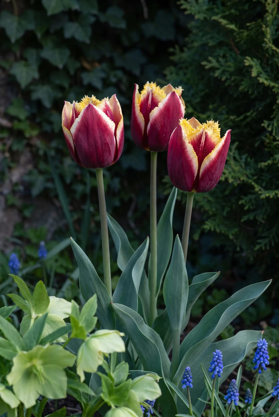 Tulipa Mercure — sfeerbeeld