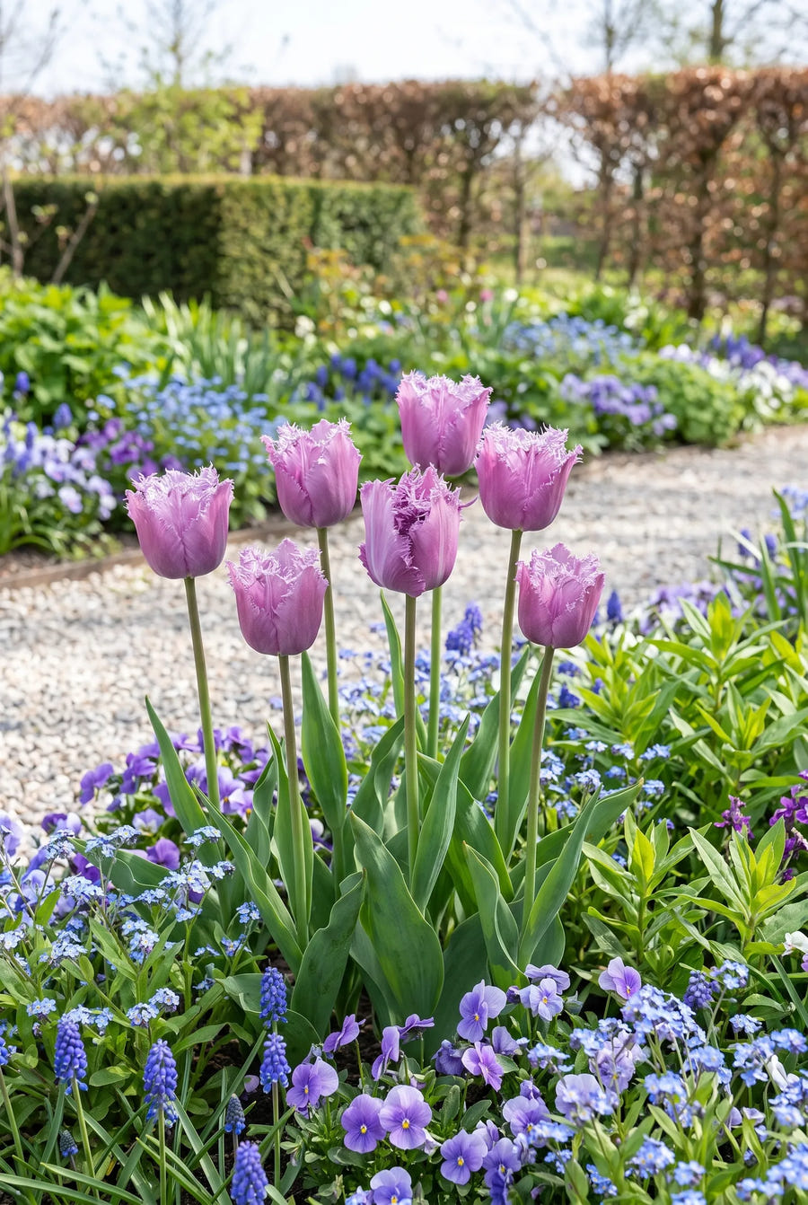 Tulipa Lilac Frizzle — in de border