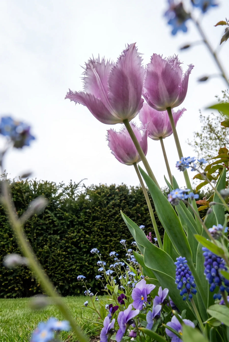 Tulipa Lilac Frizzle — in de tuin