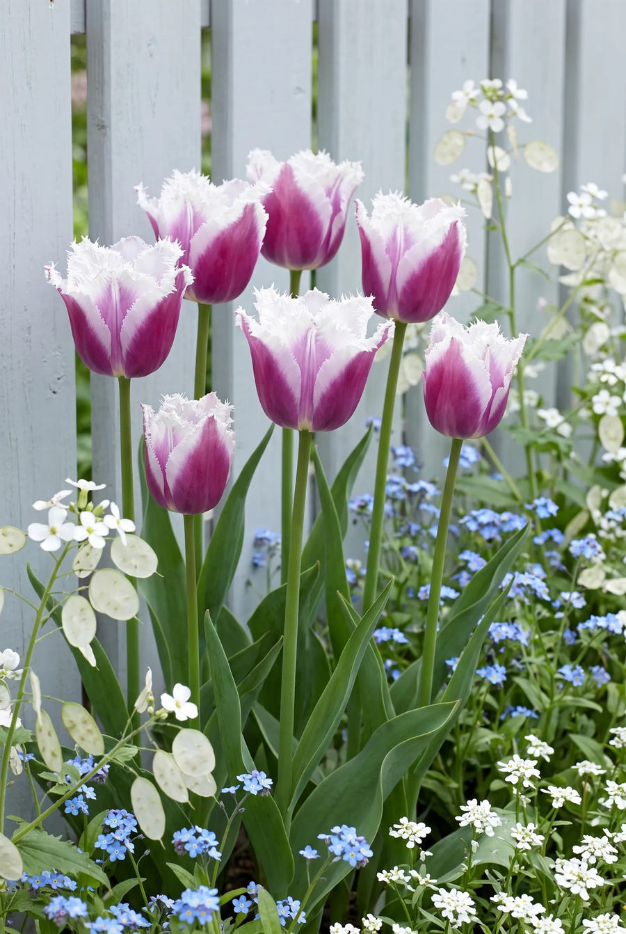 Tulipa Siesta — in de border