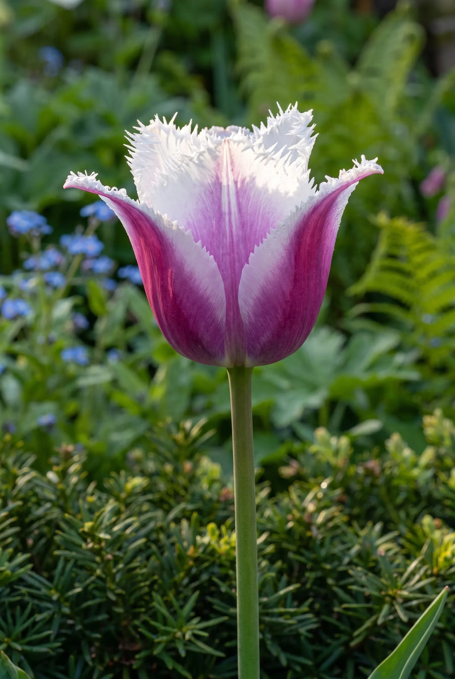 Tulipa Siesta — sfeerbeeld