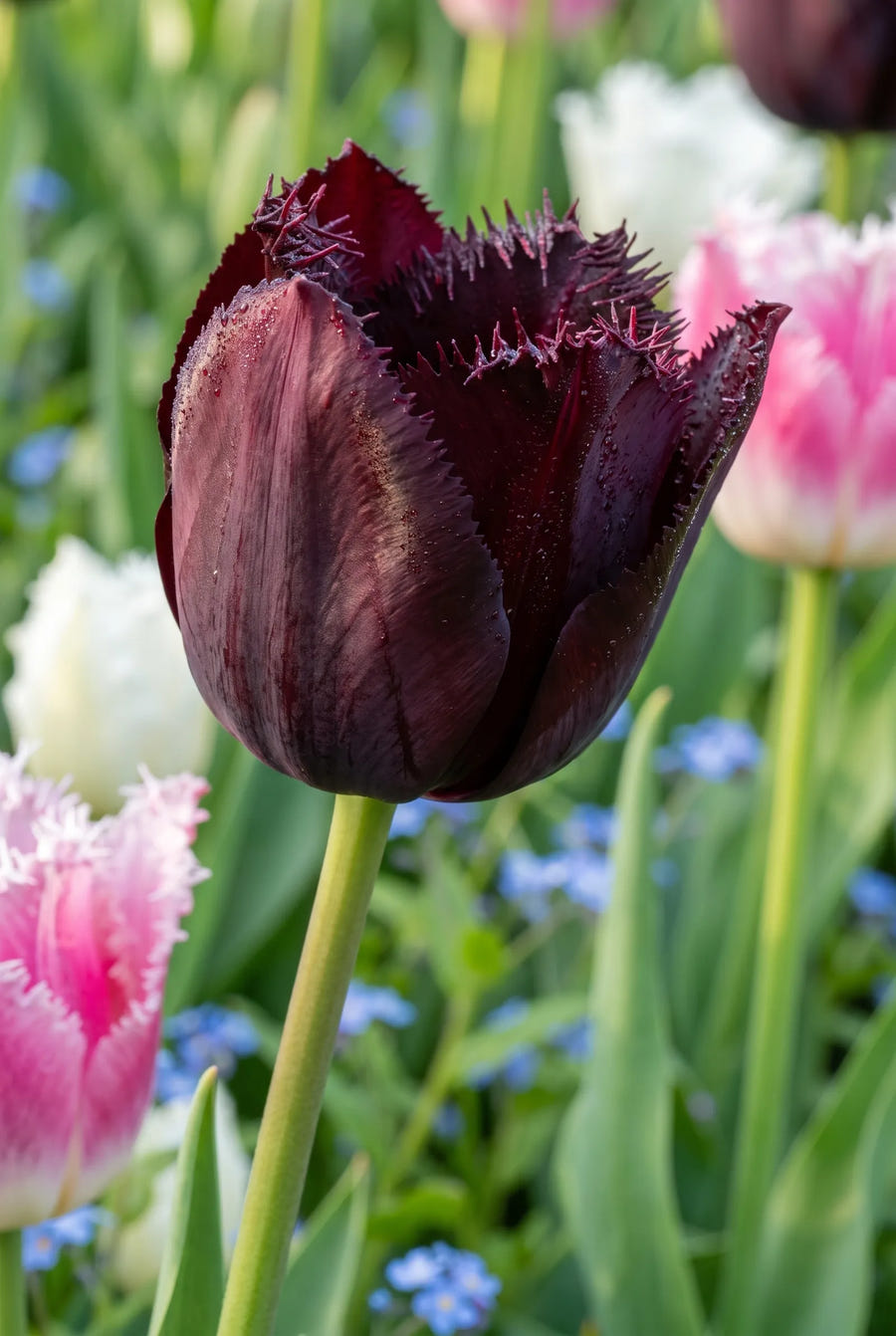 Tulipa Fringed Mixed — sfeerbeeld