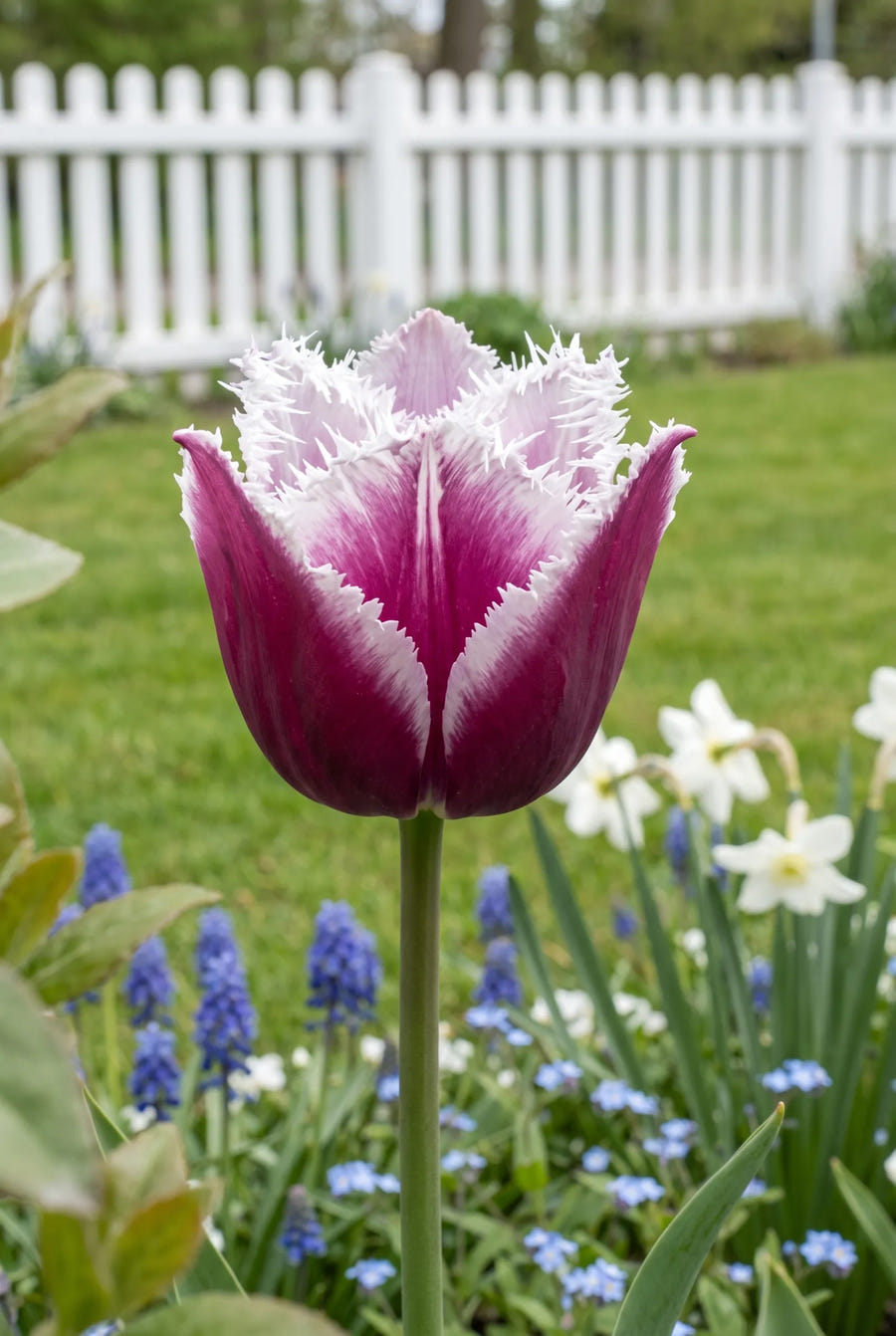 Tulipa San Martin — close-up van de bloem