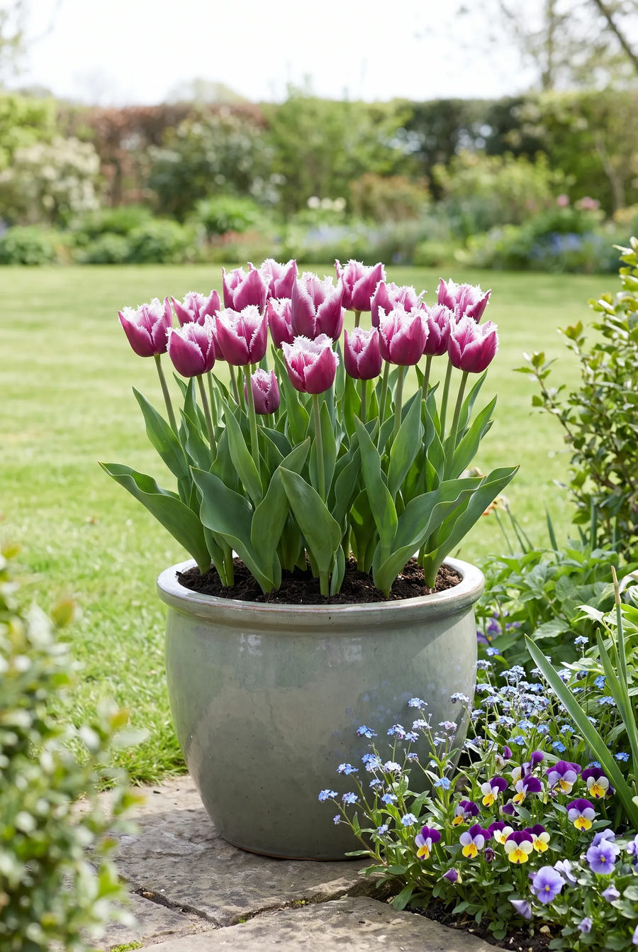 Tulipa San Martin — in pot op terras