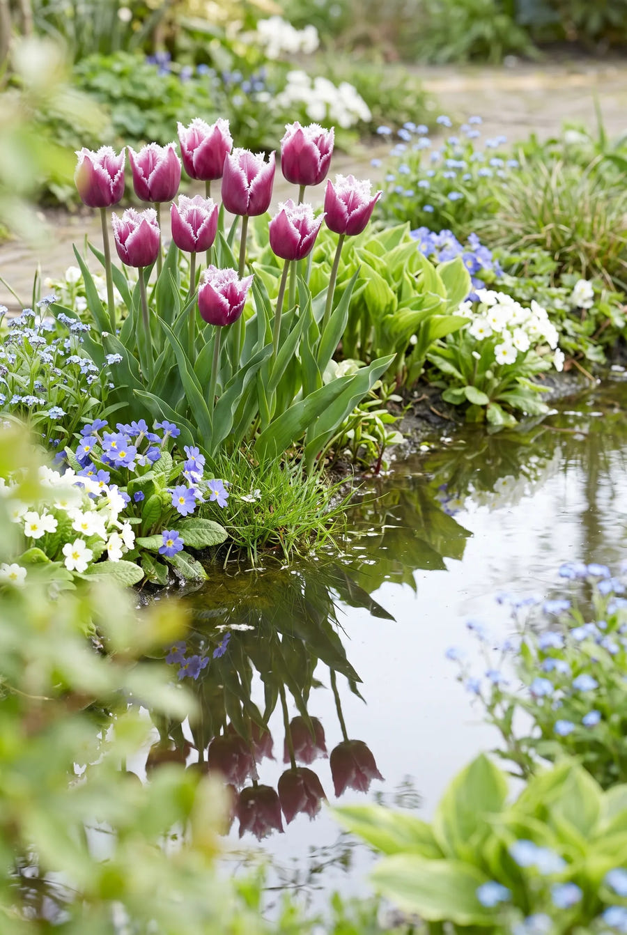 Tulipa San Martin — in de tuin