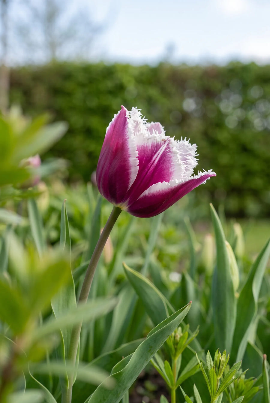 Tulipa San Martin — sfeerbeeld