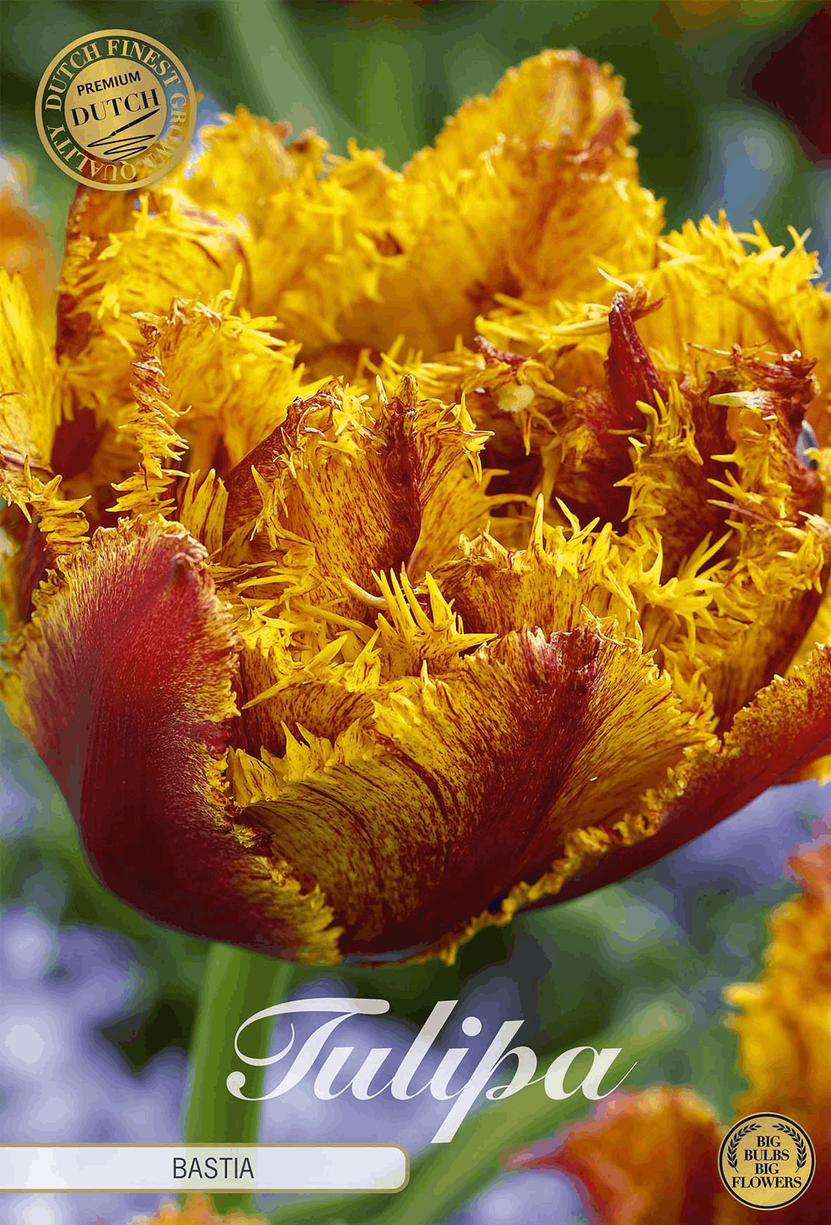 Tulipa Bastia