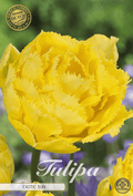 Tulipa Exotic Sun