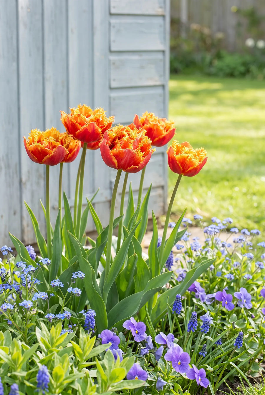 Tulipa Gold Dust — in de border