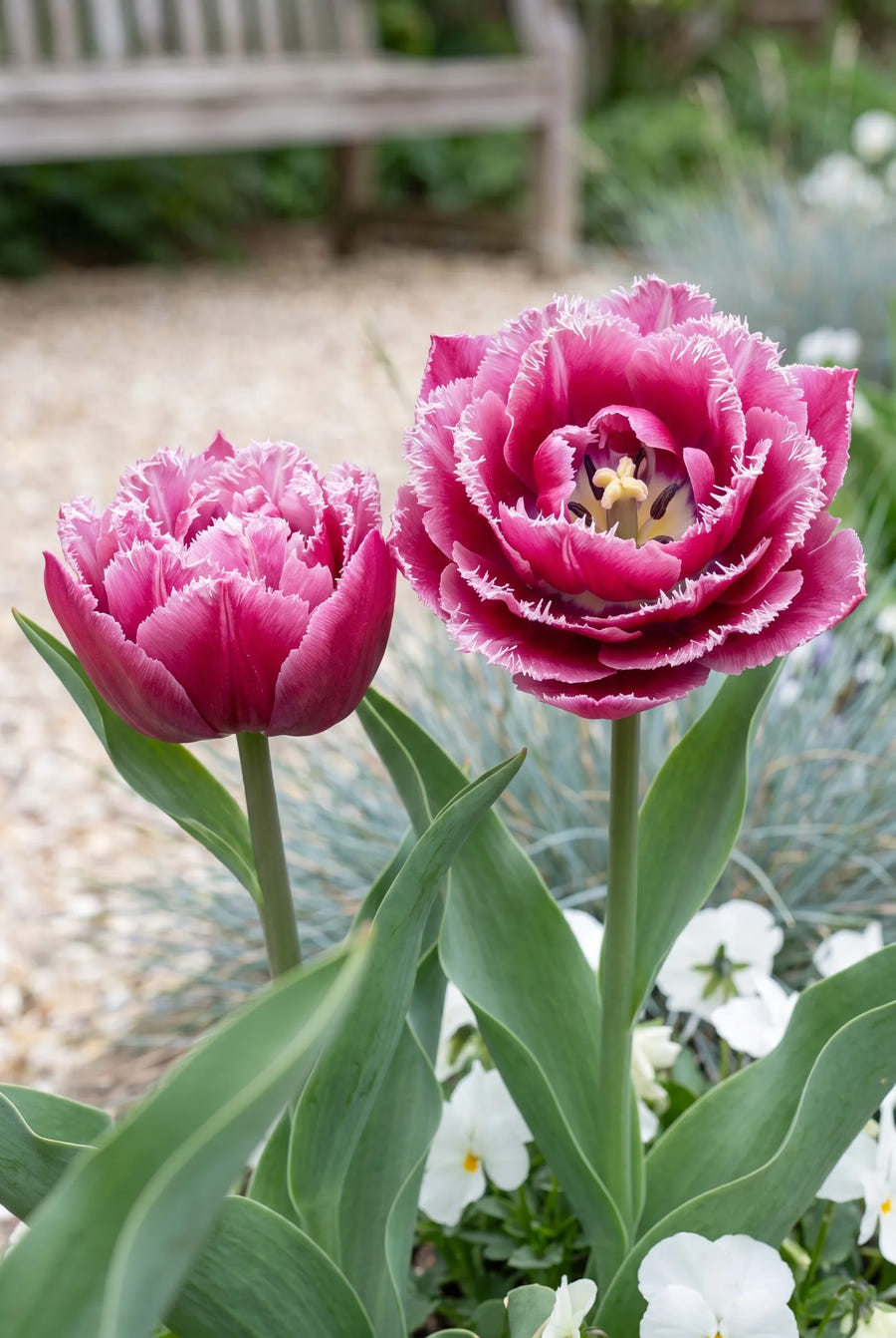 Tulipa Matchpoint premium — close-up van de bloem