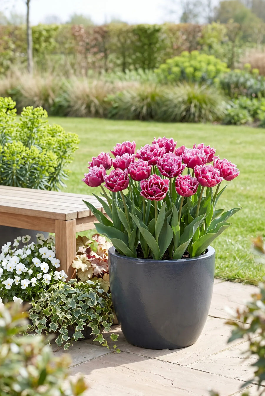 Tulipa Matchpoint premium — in pot op terras