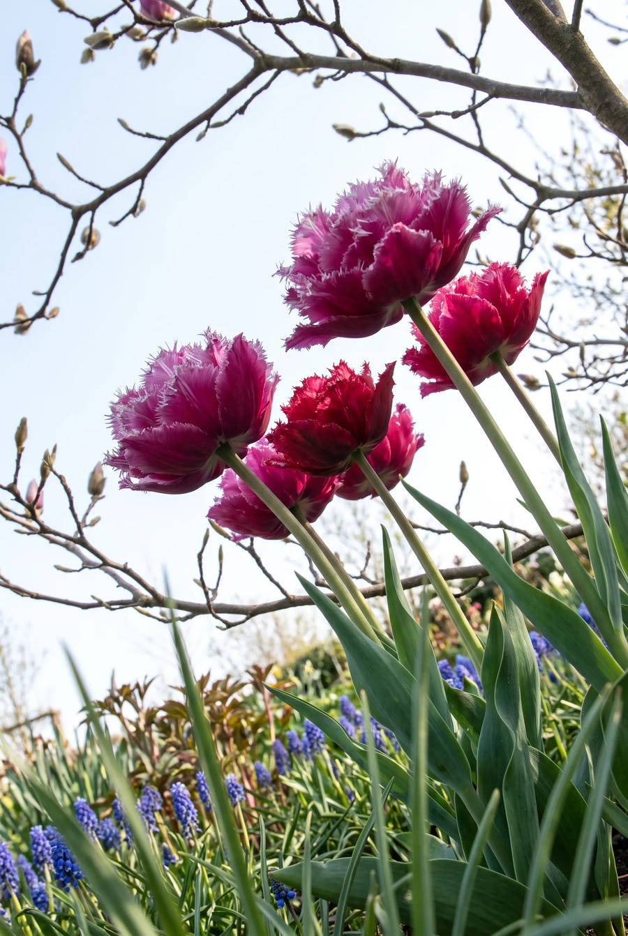 Tulipa Matchpoint premium — in de tuin