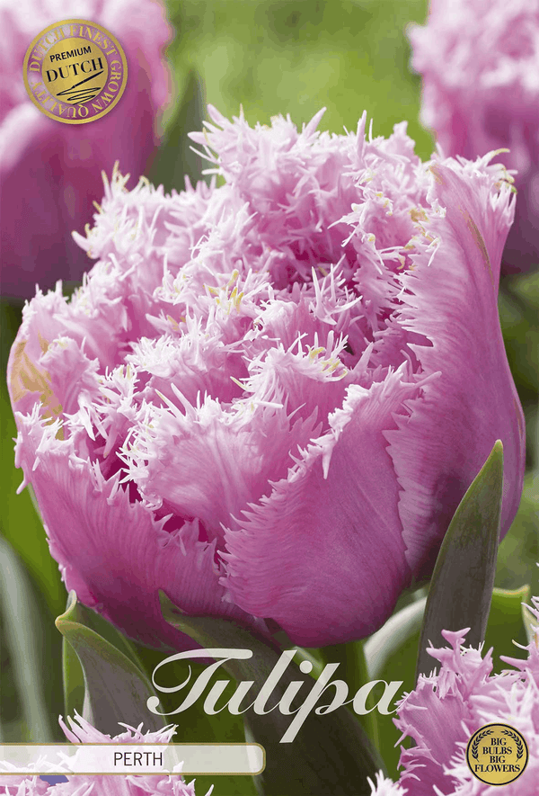 Tulipa Perth