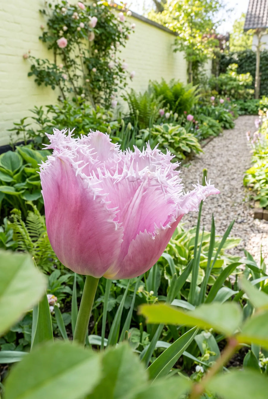 Tulipa Perth — close-up van de bloem