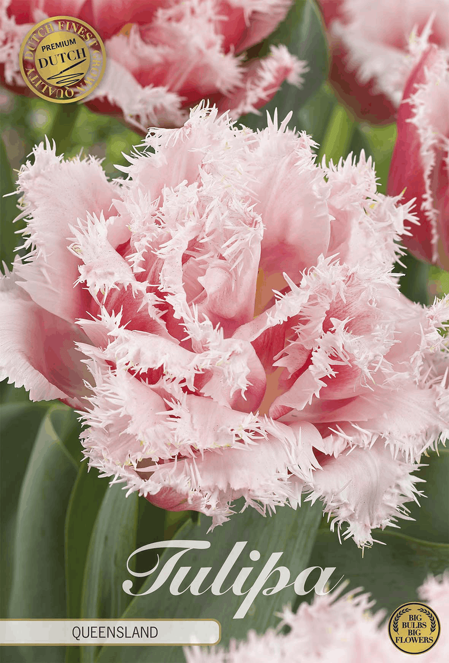 Tulipa Queensland