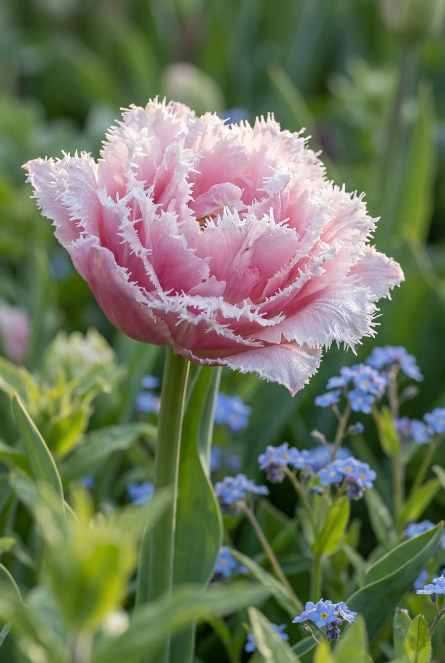 Tulipa Queensland — sfeerbeeld