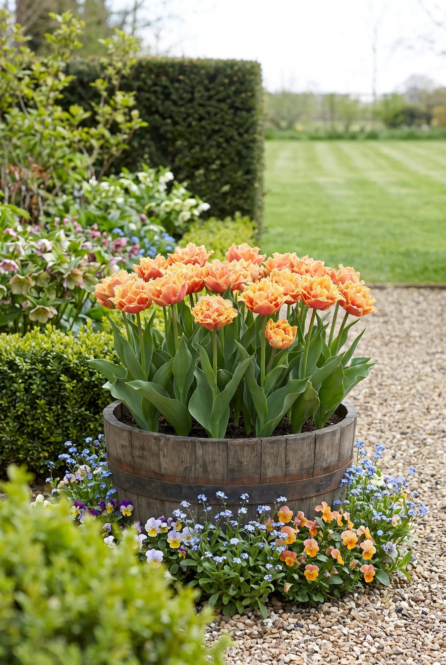 Tulipa Brisbane — in pot op terras