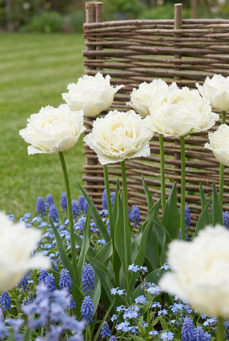 Tulipa Snow Crystal — in de border