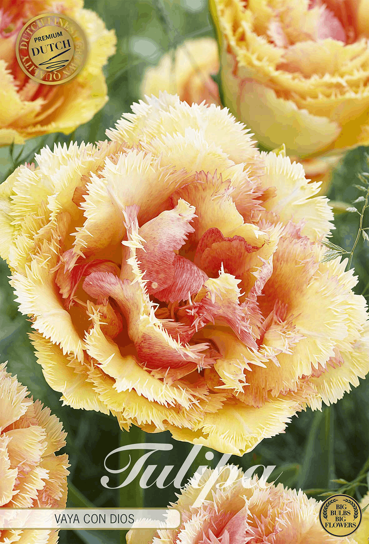 Tulipa Vaya Con Dios