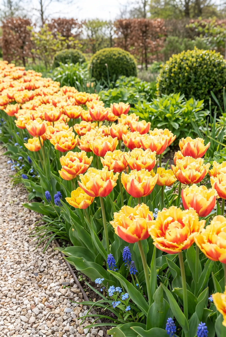 Tulipa Vaya Con Dios — groep in de tuinborder