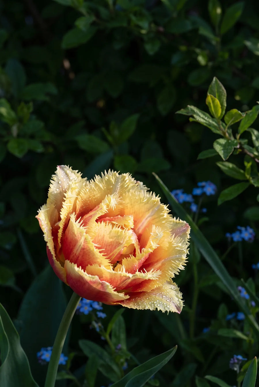 Tulipa Vaya Con Dios — sfeerbeeld