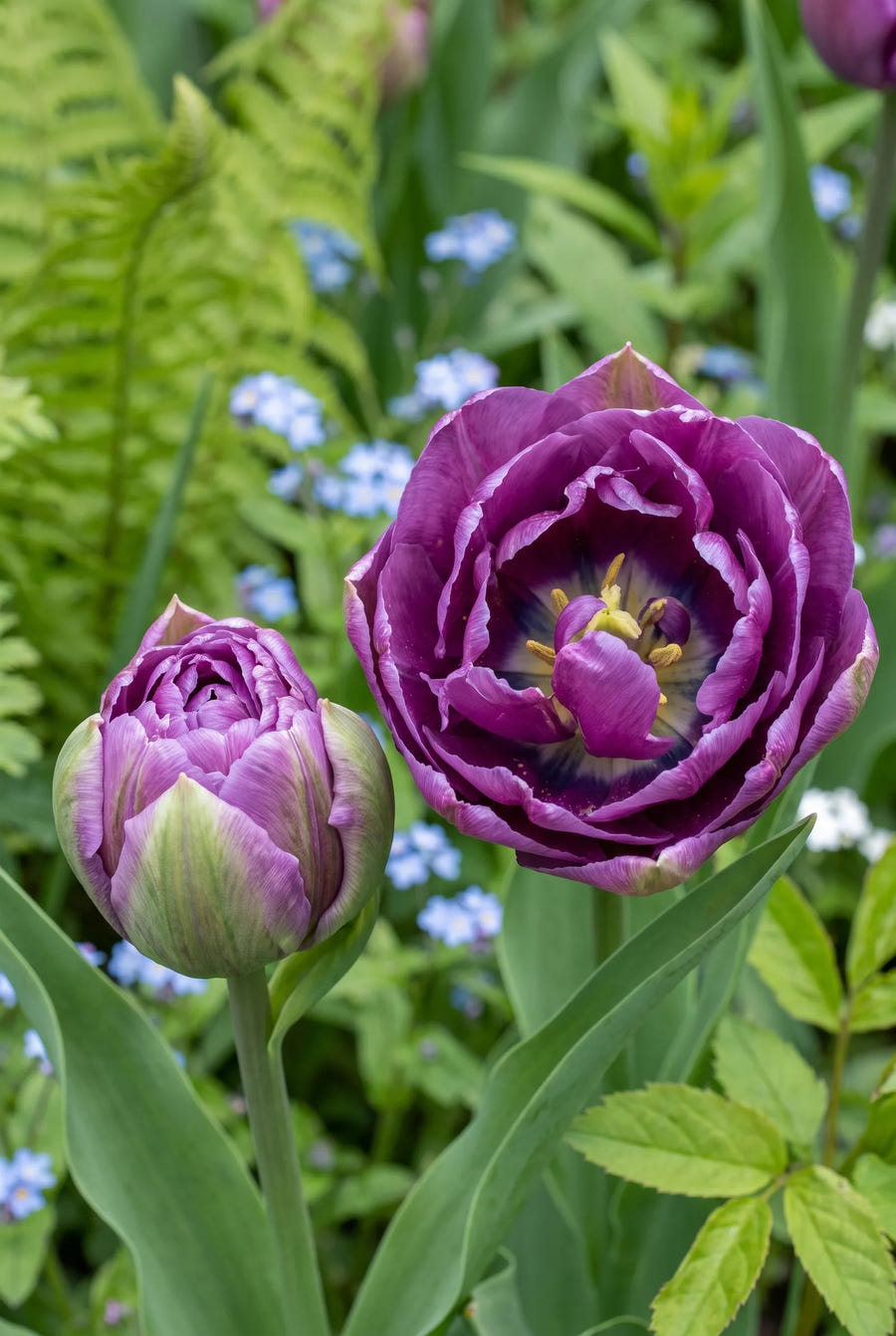 Tulipa Blue Wow premium — hart van de bloem