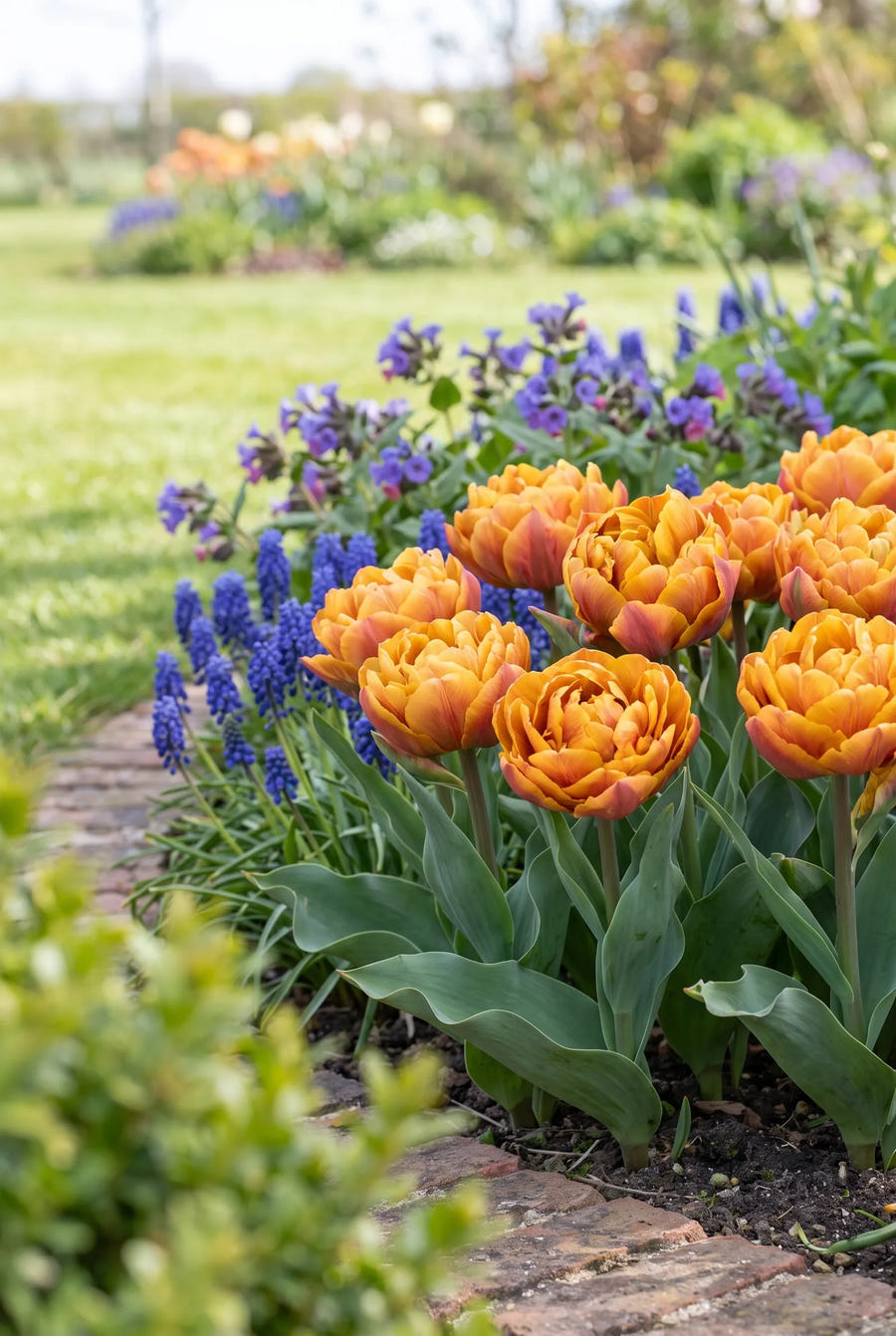 Tulipa Brazil — in de border