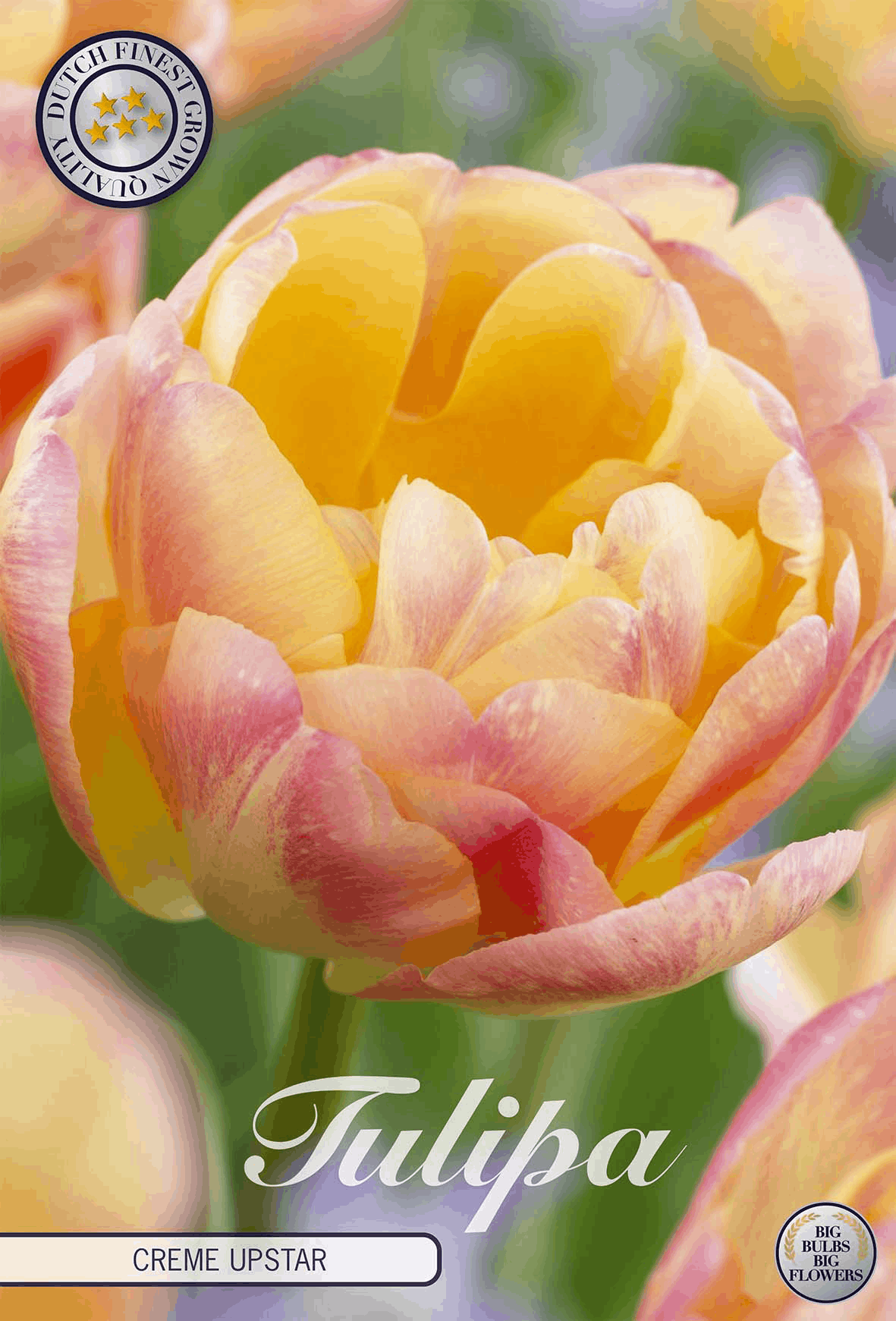 Tulipa Creme Upstar