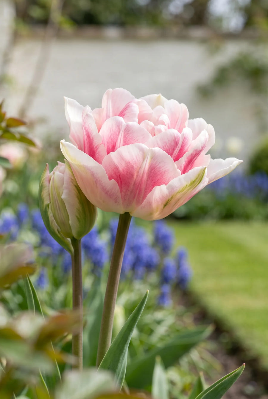Tulipa Double Shake — close-up van de bloem