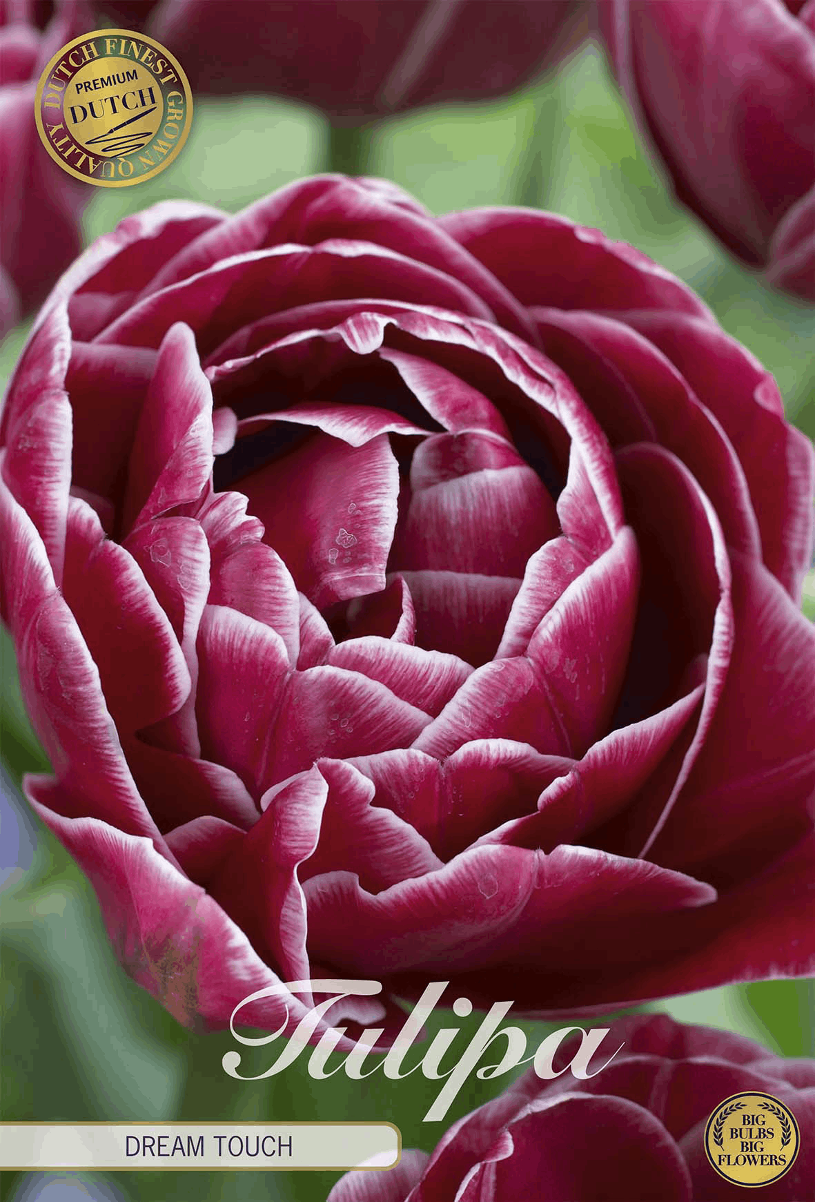 Tulipa Dream Touch