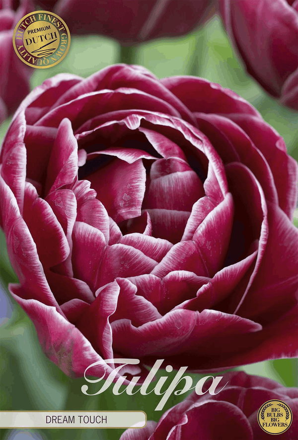 Tulipa Dream Touch