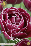 Tulipa Dream Touch