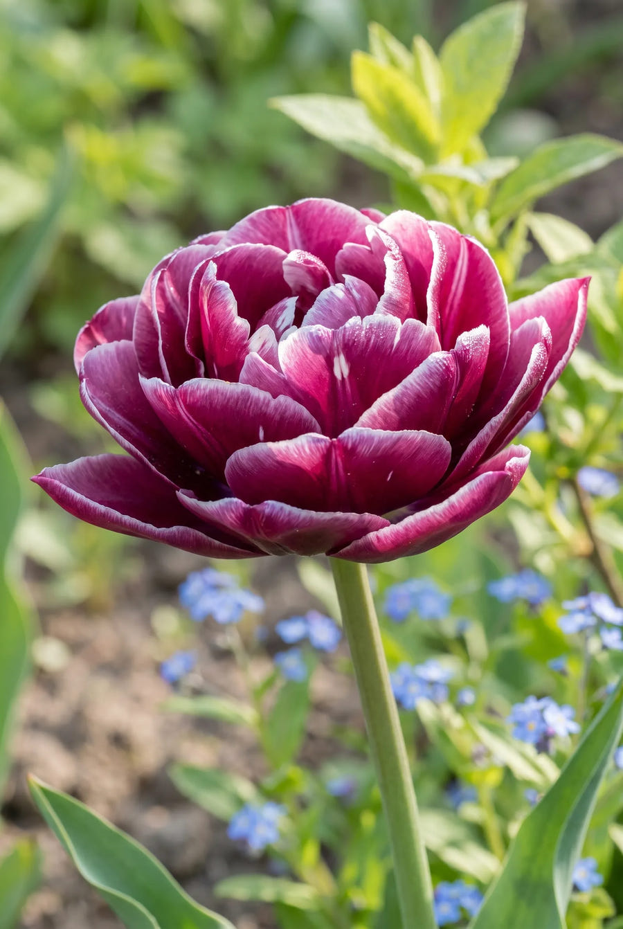 Tulipa Dream Touch — sfeerbeeld