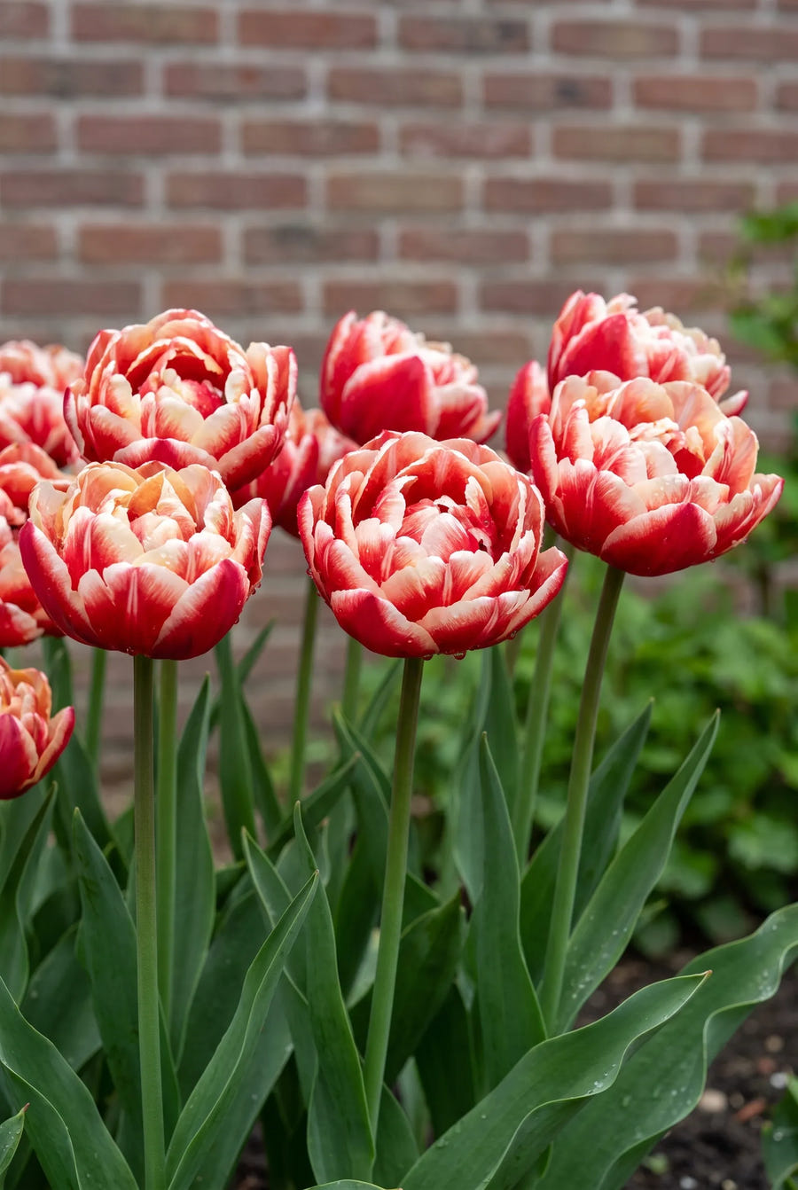 Tulipa Drumline — in de border
