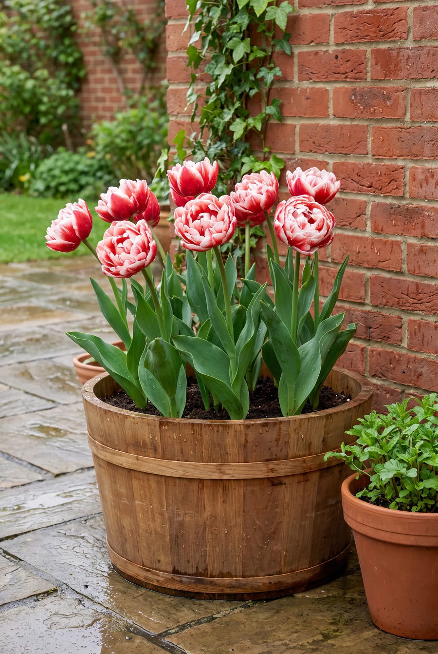 Tulipa Drumline — in pot op terras