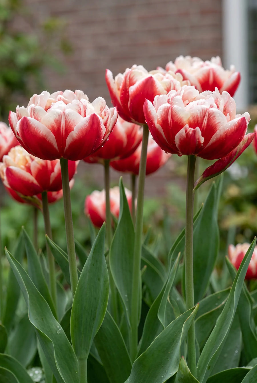 Tulipa Drumline — in de tuin