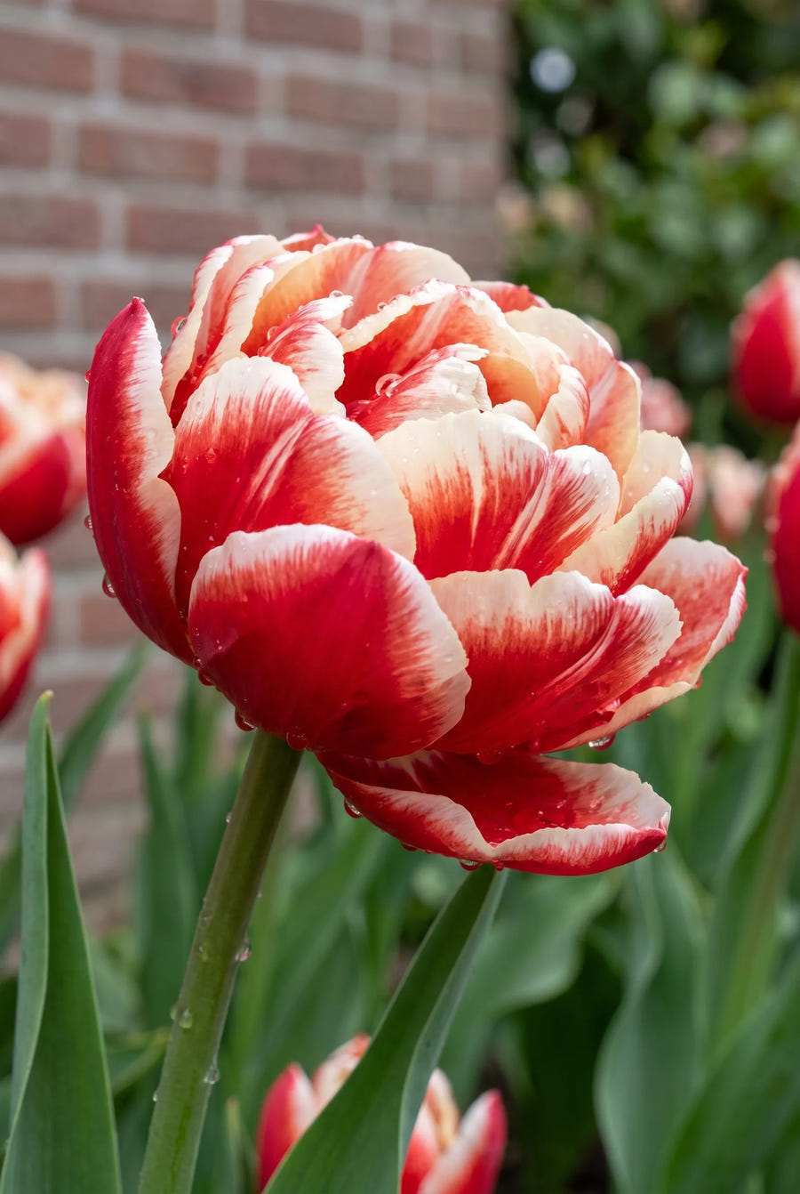 Tulipa Drumline — sfeerbeeld