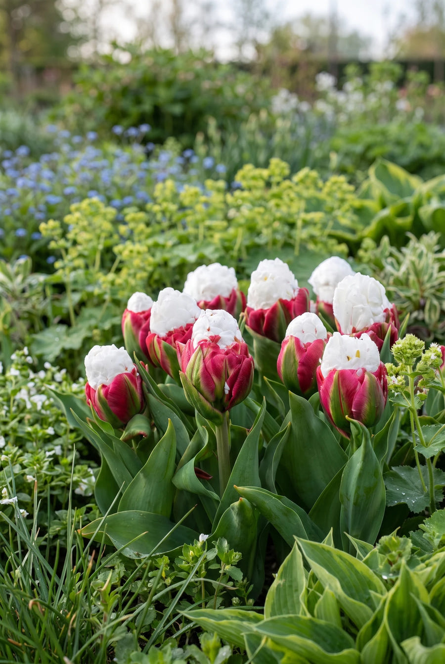 Tulipa Ice Cream — in de border