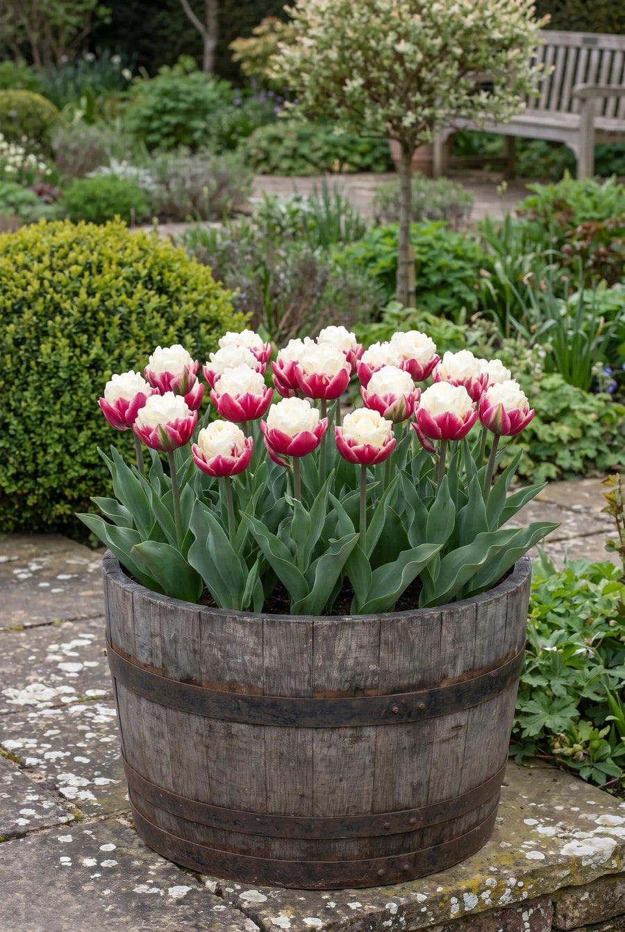 Tulipa Ice Cream — in pot op terras