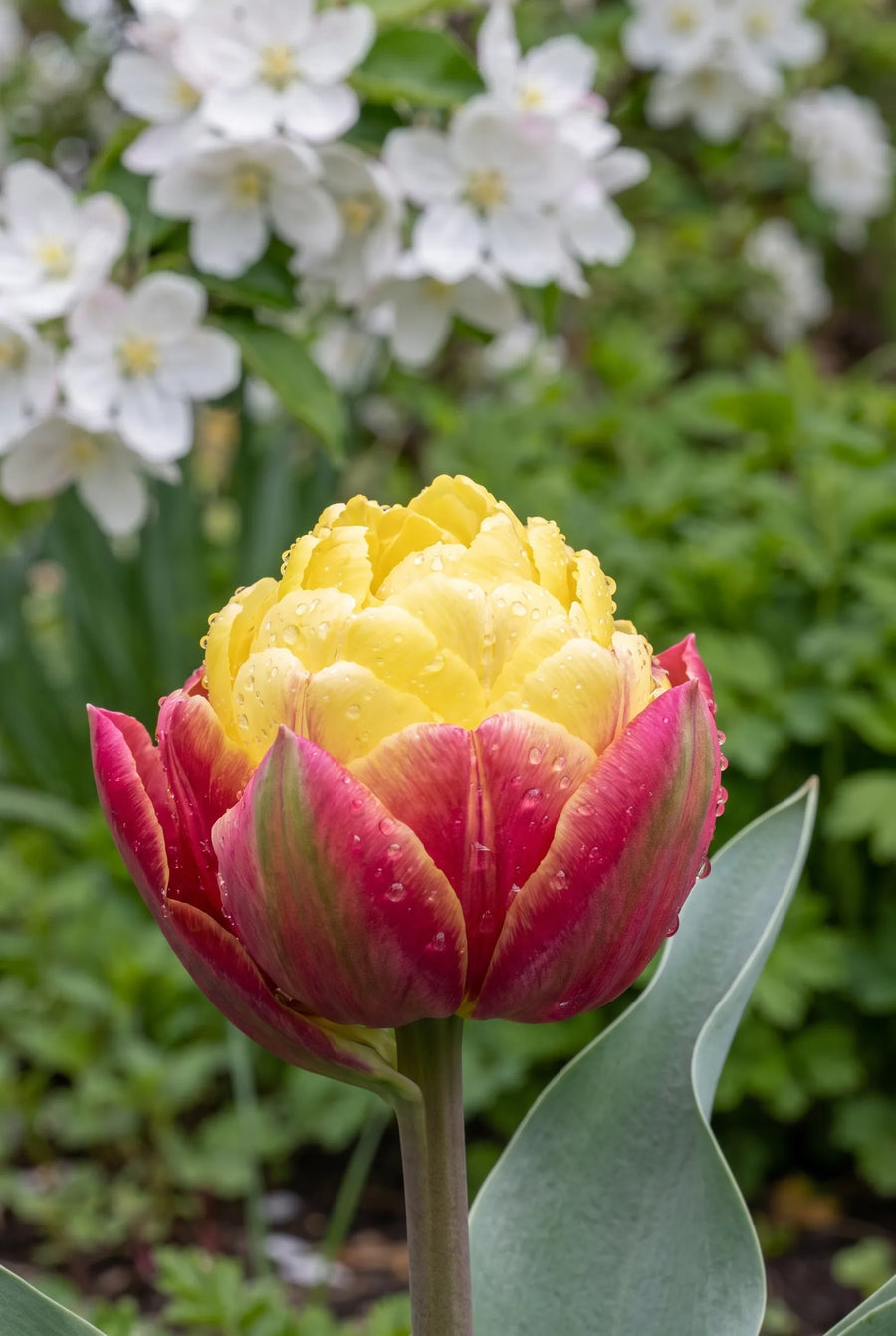 Tulipa Ice Cream Banana — close-up van de bloem