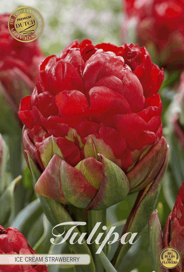 Tulipa Ice Cream Strawberry