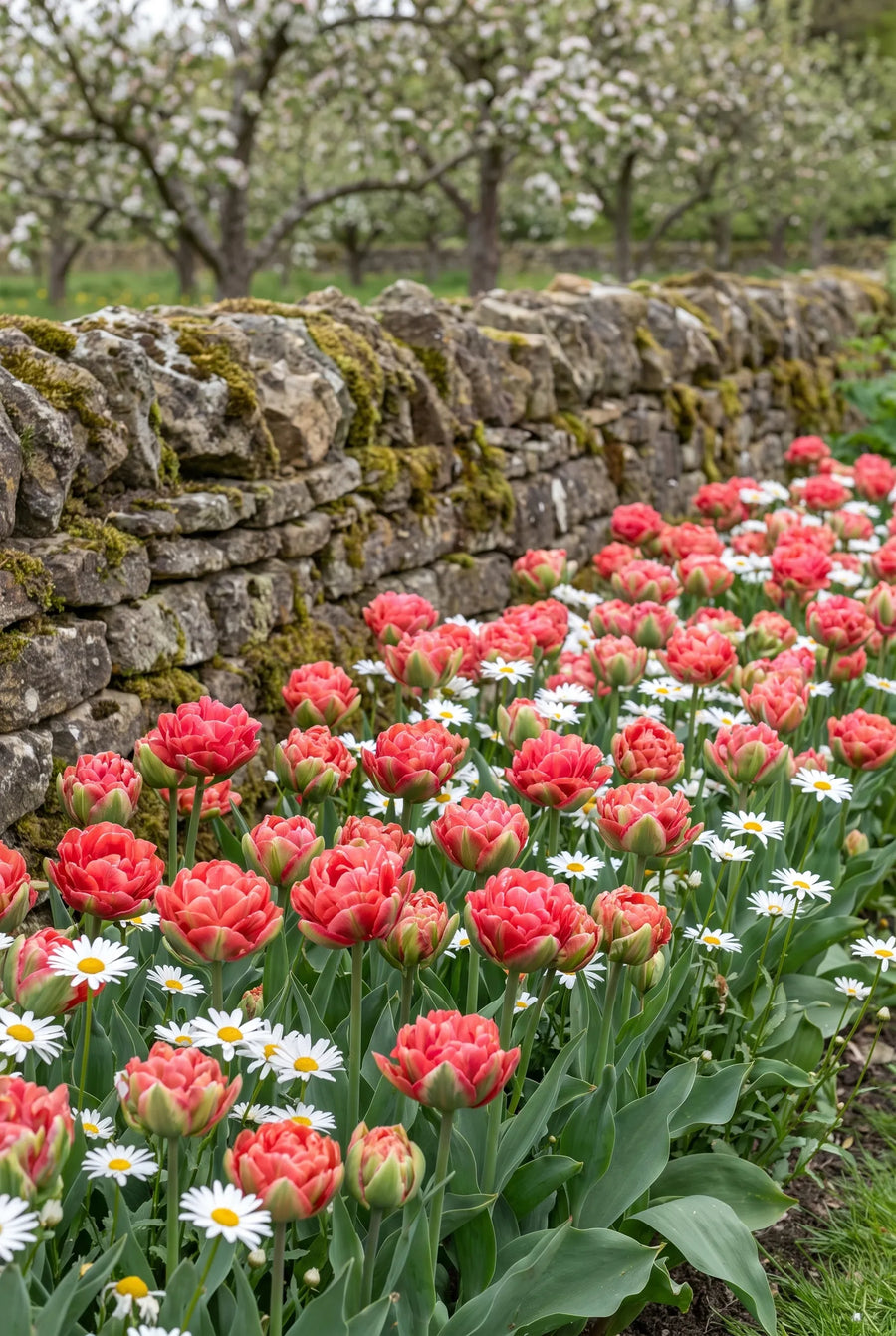 Tulipa Ice Cream Strawberry — groep in de tuinborder